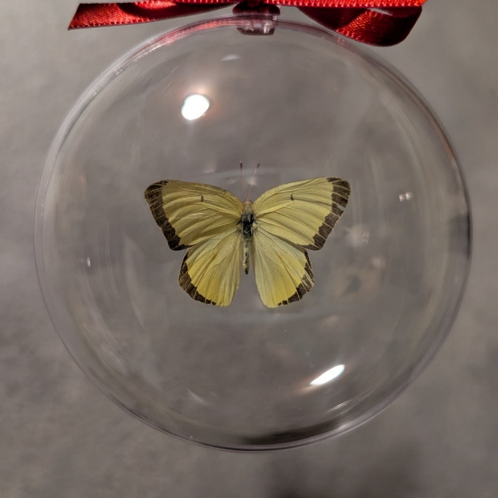 Christmas Ornament Real Butterfly